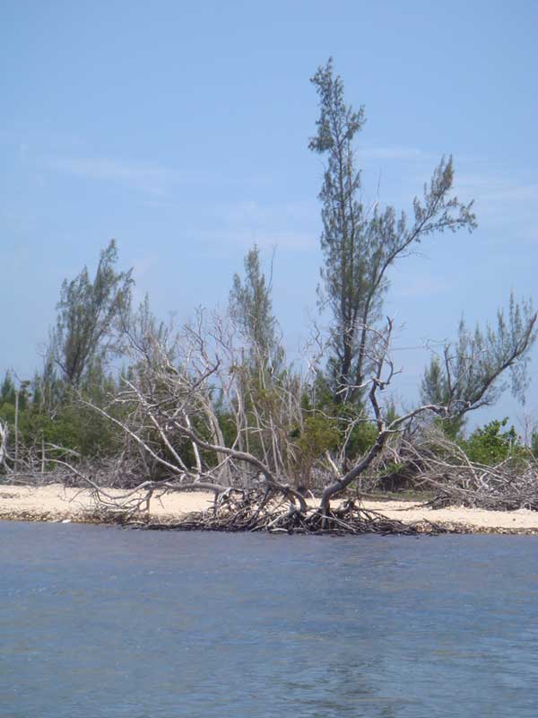[http://www.mangrovesolutions.com/DSC00519.jpg]
